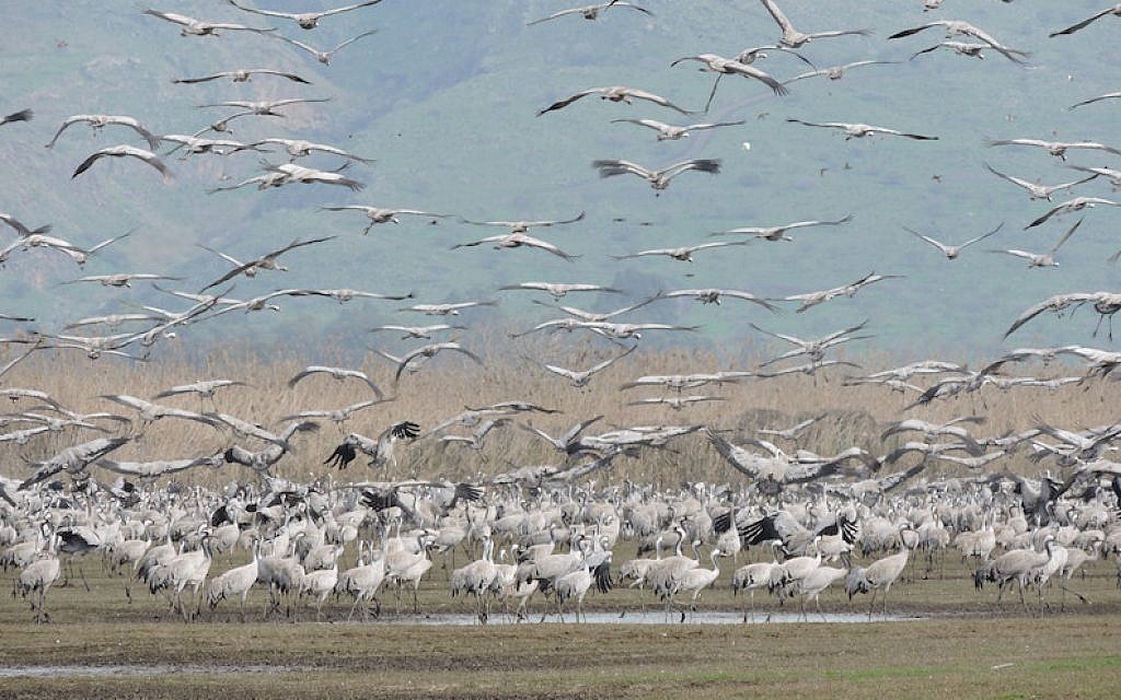 U Izraelu uginulo više od 5.000 ždralova