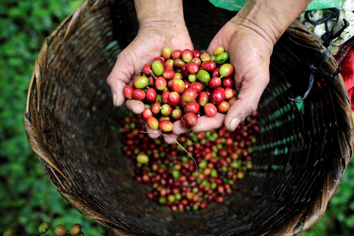 U toku berba kafe u Hondurasu, angažovano 500.000 radnika