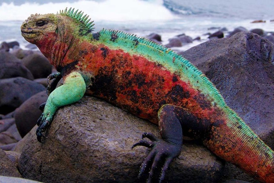 Jedna petina gmizavaca širom svijeta je u opasnosti od izumiranja