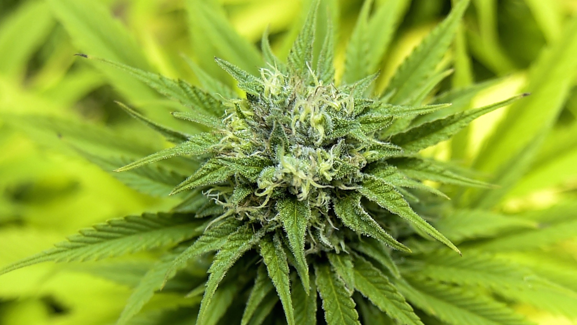 Žena u njemačkom domu penzionera nesvjesno uzgajala biljku kanabisa