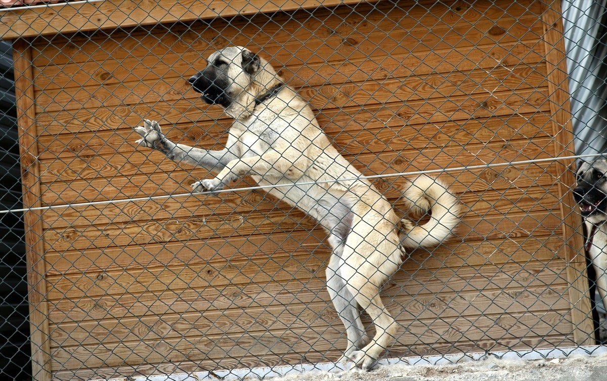 Genetika pasa kangala zaštićena podkožnim čipovima