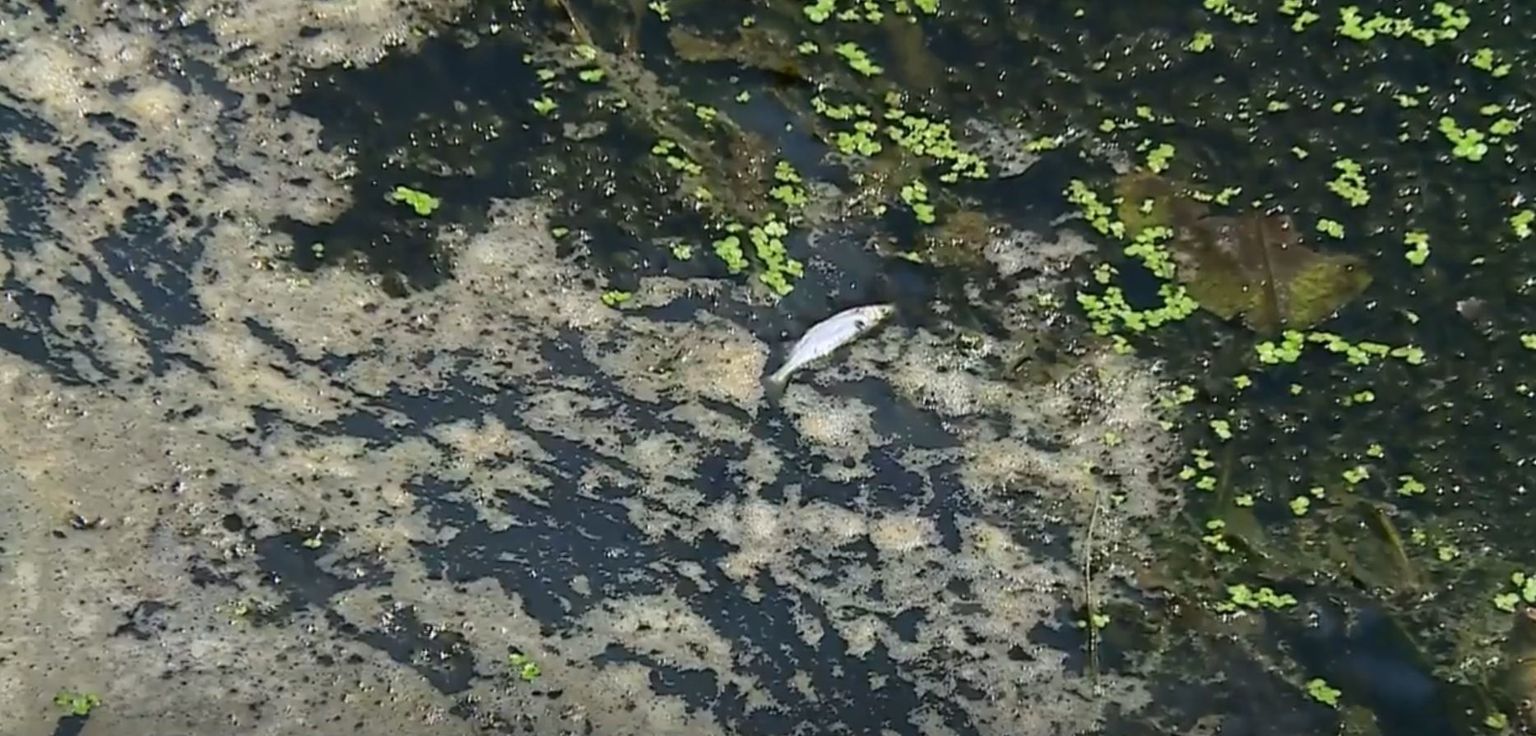 Izvučeno više od 100 kilograma mrtve ribe u Hrvatskoj