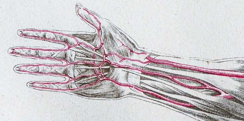 Evolucija se nastavlja: Sve više ljudi u ruci ima dodatnu arteriju