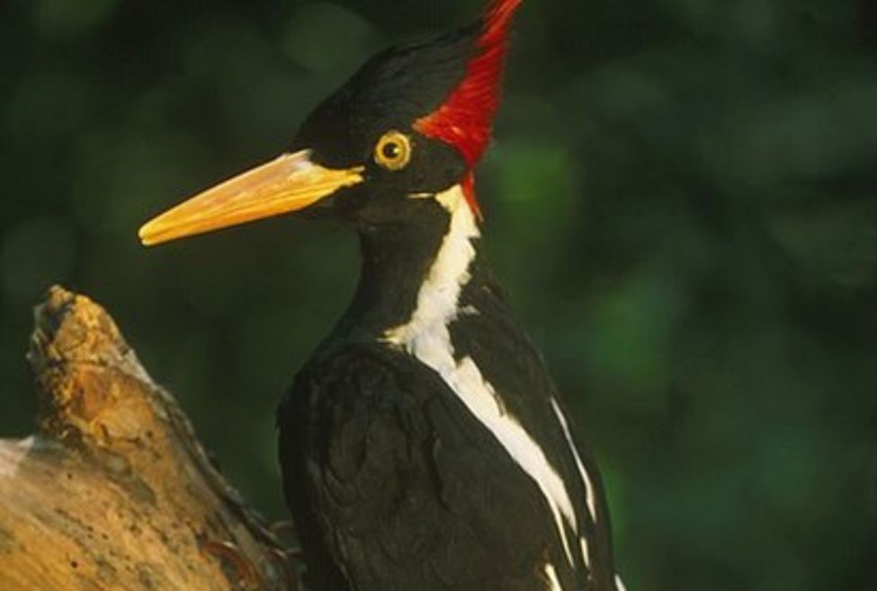 SAD proglasio 23 ptice, ribe i ostale vrste izumrlima