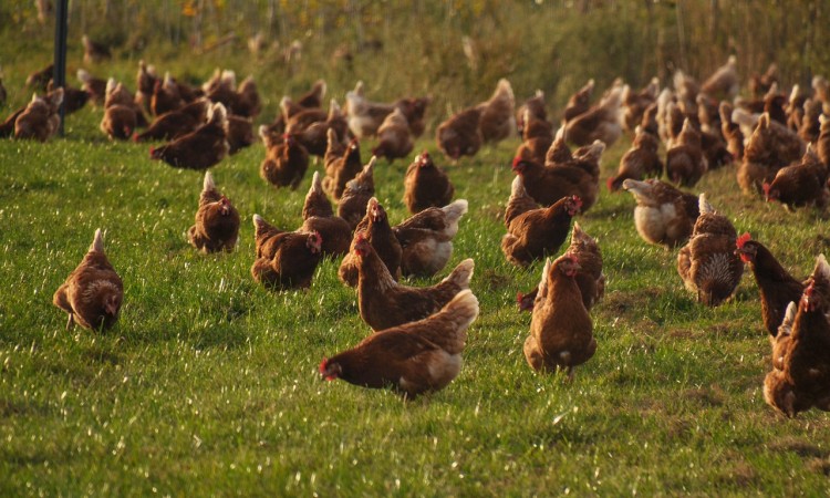 Evropa se suočava s najtežom epidemijom ptičije gripe u istoriji