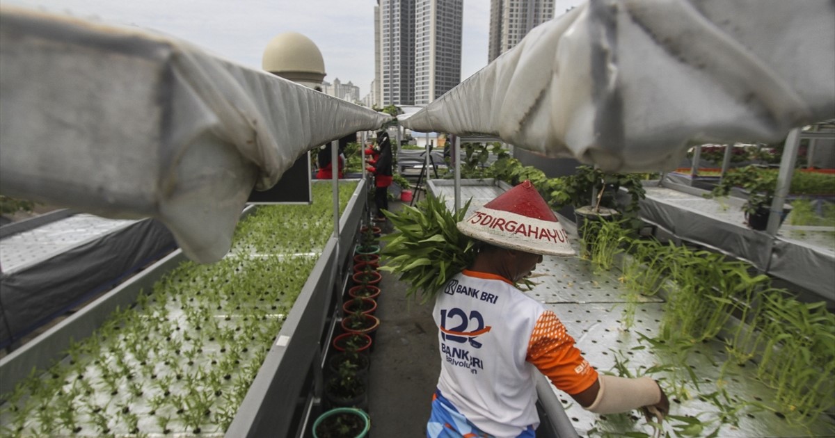 Stanovnici Jakarte uzgajaju povrće na krovu džamije
