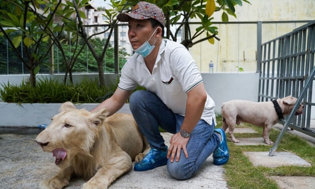 Premijer Kambodže naredio vraćanje lava vlasniku koji ga je držao kao kućnog ljubimca