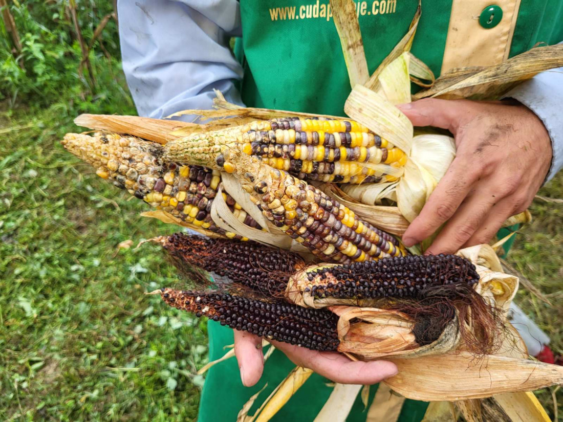 U Posavini ovog ljeta stasao crni peruanski kukuruz