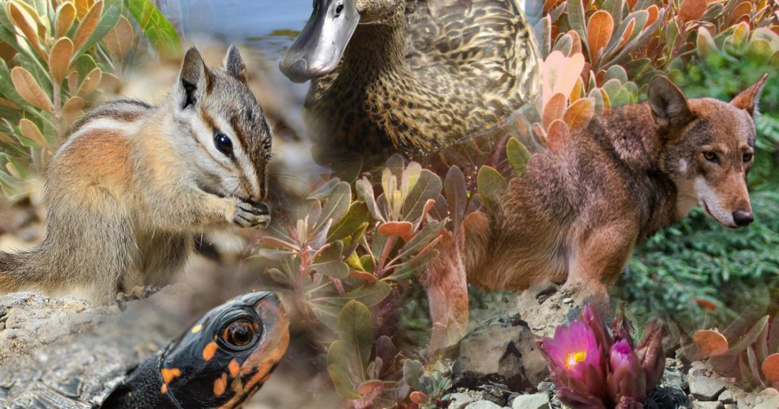 Više od milion vrsta na Zemlji pred izumiranjem