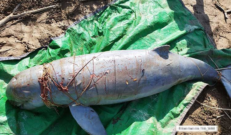 Smrt tri delfina ugrožene vrste uzbunila stručnjake za zaštitu prirode u Kambodži