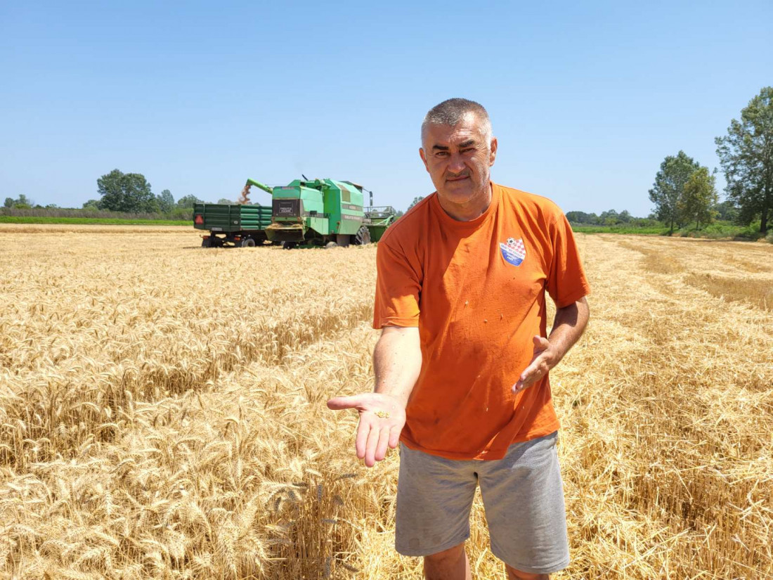 Žetva pšenice u jeku, poljoprivrednici prepušteni na milost otkupljivača