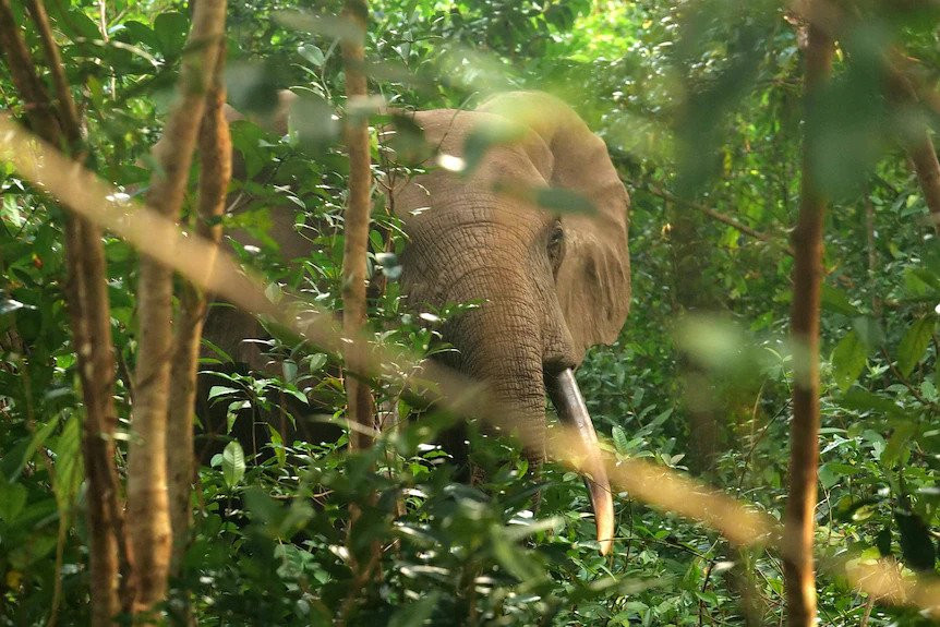 Slonovi usmrtili pet osoba na njivi u Mozambiku