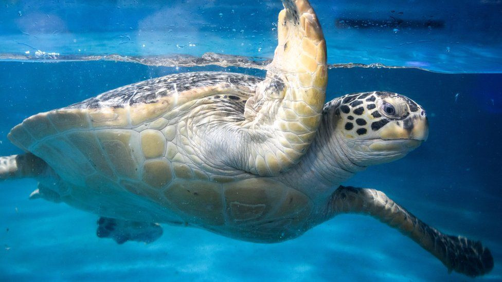 Pronađene na plaži: Desetine zelenih morskih kornjača uginule u Japanu