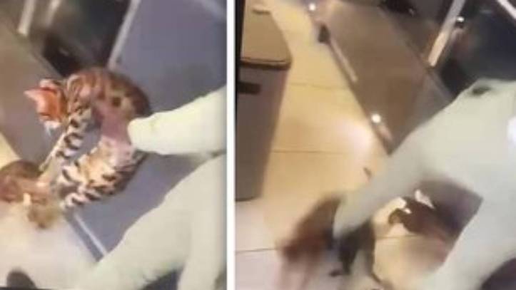 Fudbaler Kurt Zouma osuđen na 180 sati društveno korisnog rada zbog udaranja mačke