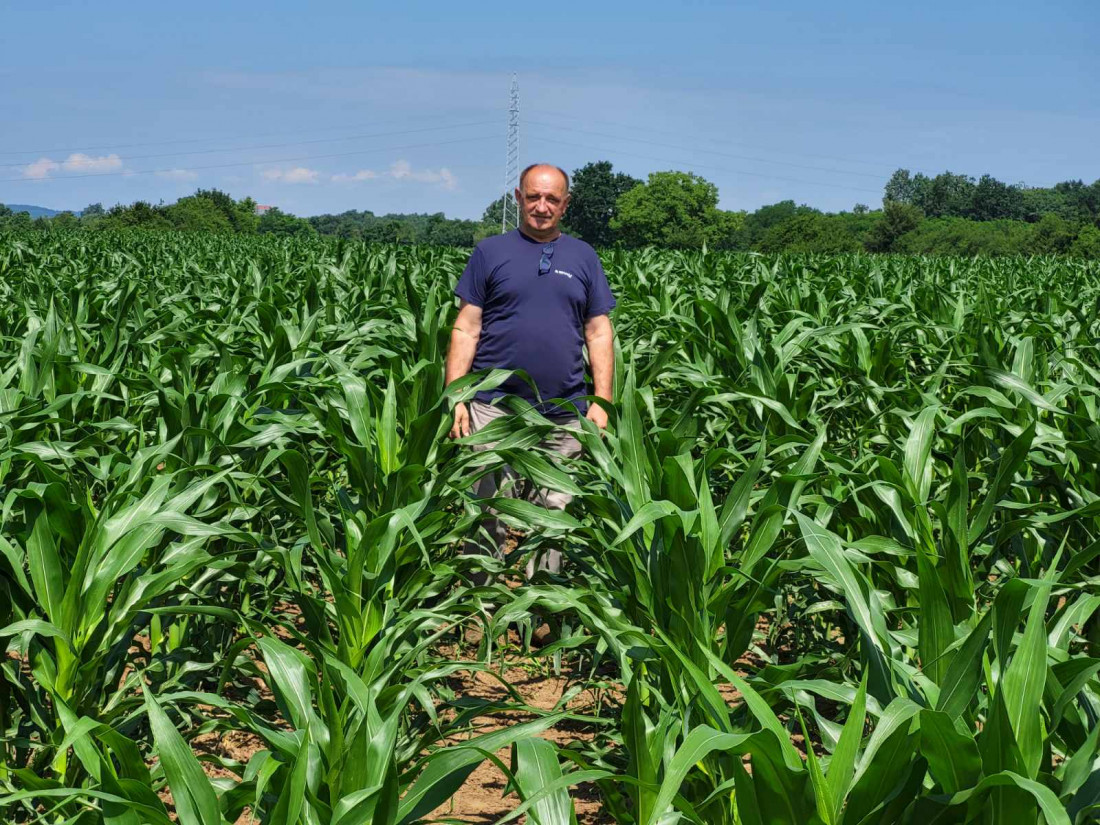 U selu Ada kod Odžaka ove godine očekuju iznadprosječan urod pšenice i ječma