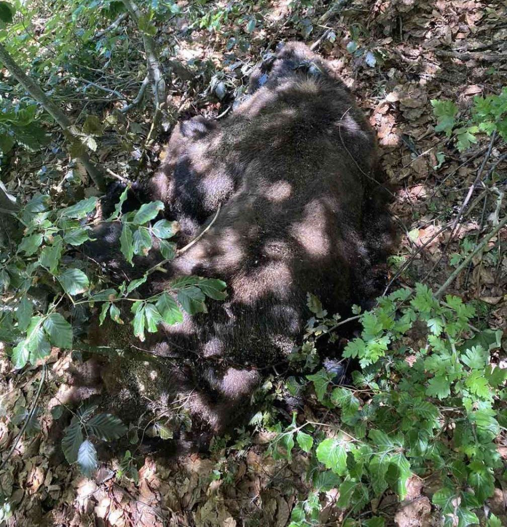 U Nacionalnom parku Sutjeska ubijen medo Maglić, Interventni tim zgrožen