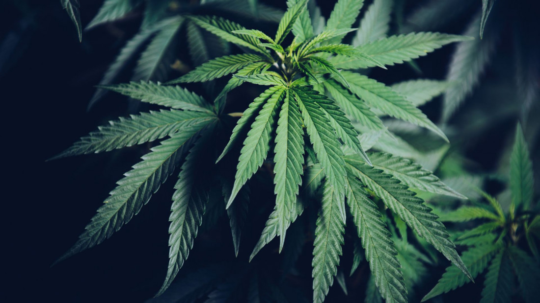 Hrvatski sabor odbio prijedlog o legalizaciji uzgoja marihuane