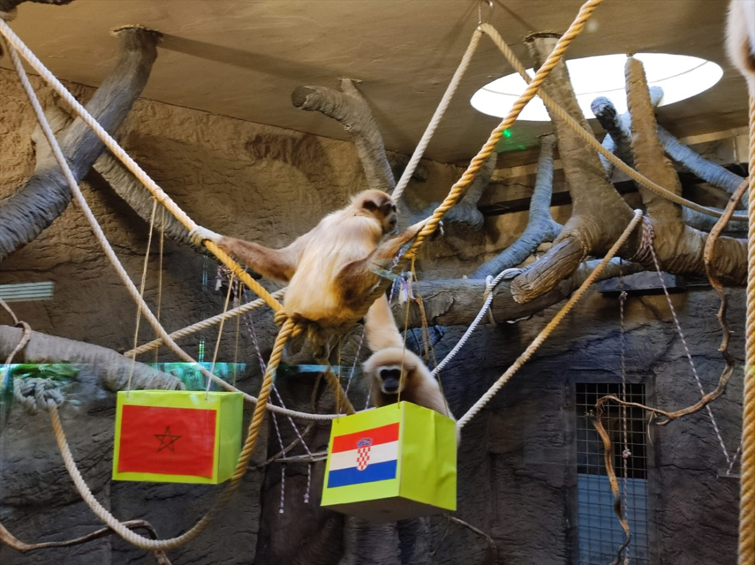 Zagrebački giboni očekuju pobjedu "vatrenih" protiv Maroka