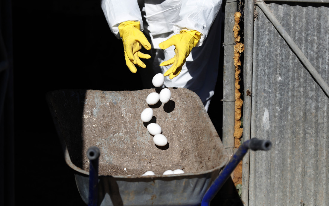 Nizozemska će usmrtiti oko 100.000 kokoši kako bi spriječili ptičju gripu