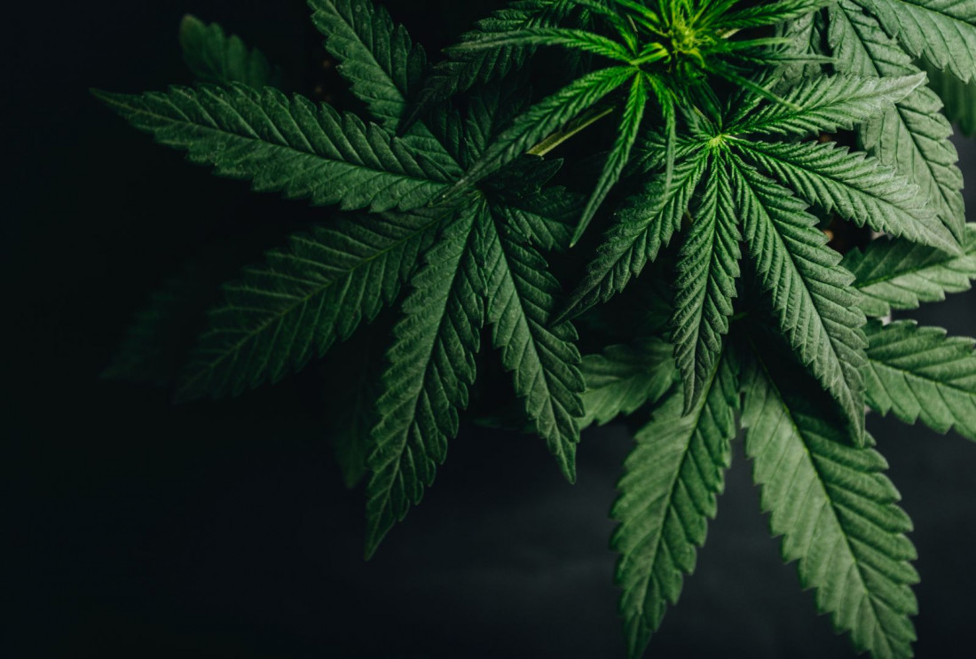 Biden izdao savezna pomilovanja za 'obično posjedovanje' marihuane