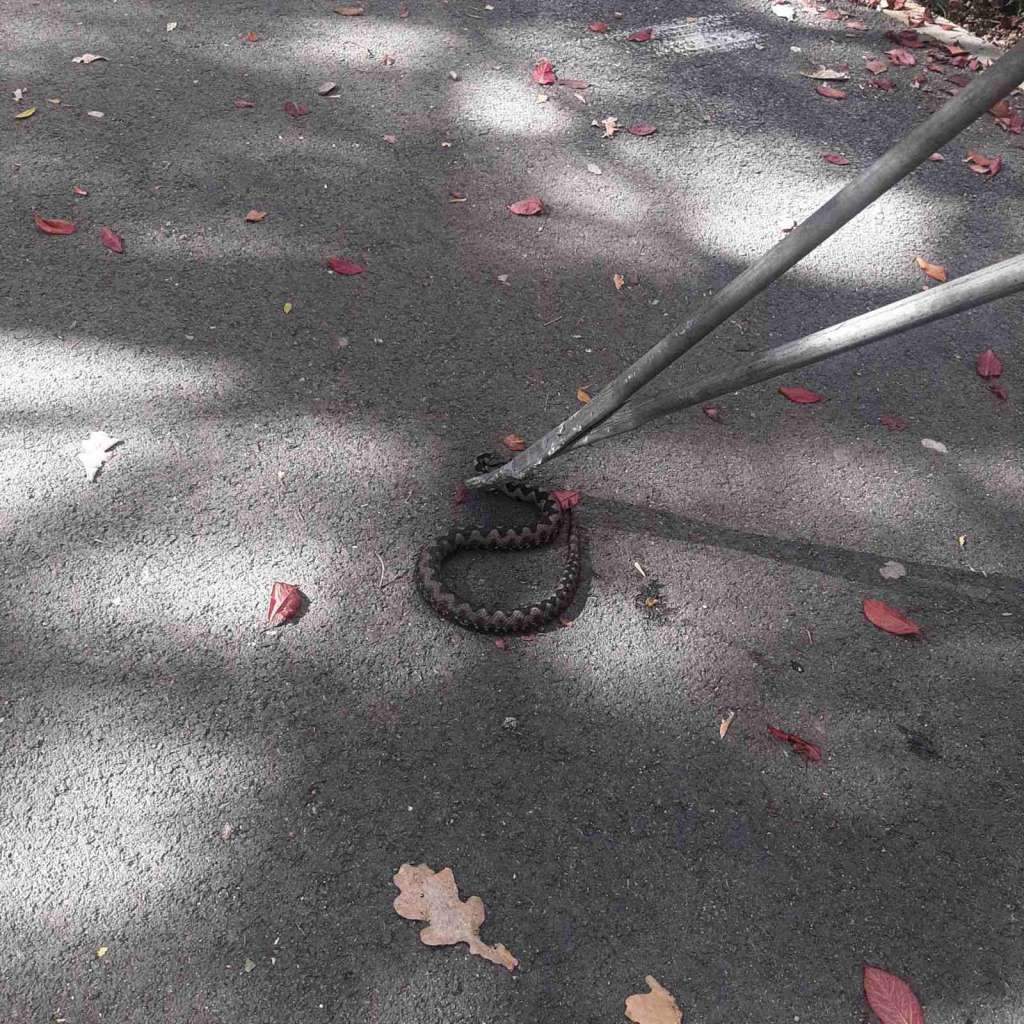 Pripadnici VD “Novo Sarajevo 1934” uhvatili zmiju na dječijem igralištu na Malti