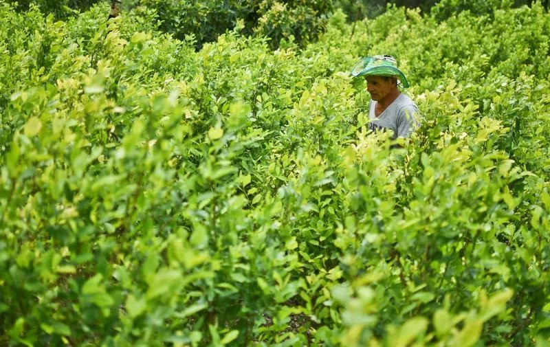 Izvještaj UN-a: Kolumbija oborila rekord u uzgoju koke