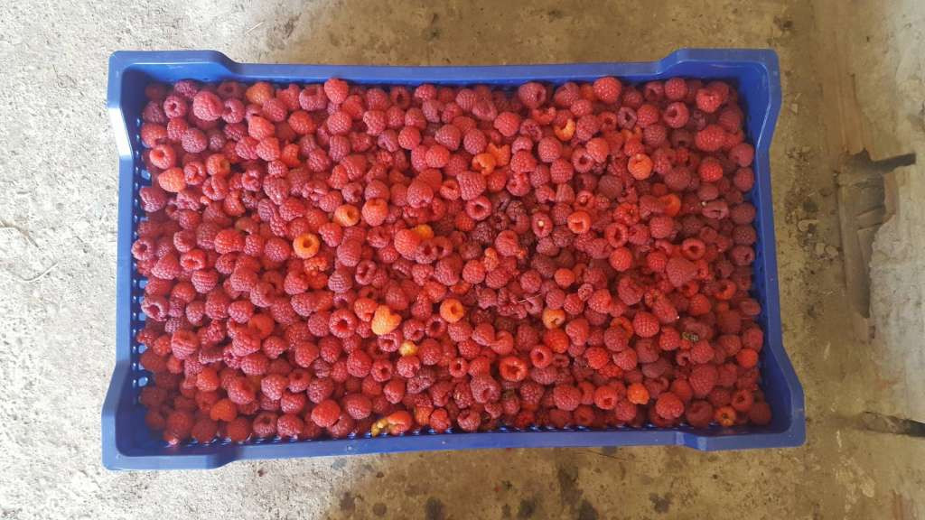 Podrinjski malinari najavljuju proteste ako otkupna cijena bude niža od osam KM