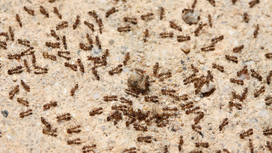 Na Zemlji živi oko 20 bilijardi mrava