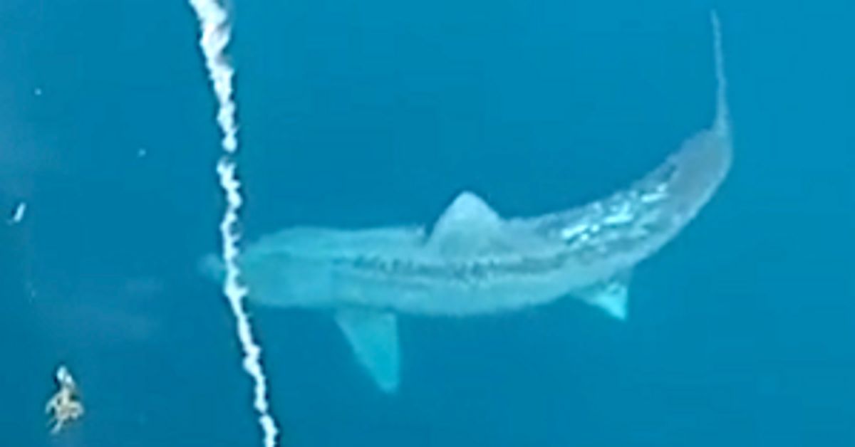 Turisti u čudu od džinovske ajkule koja je kružila oko njihovog broda