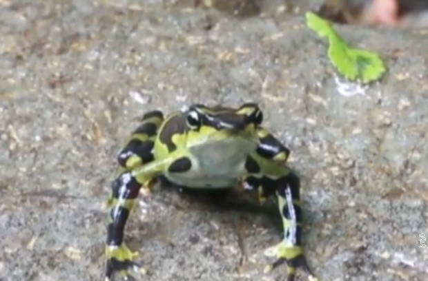Biolozi spašavaju budućnost žabe arlekin