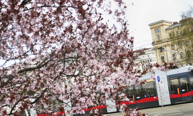 Sve manje automobila u Beču