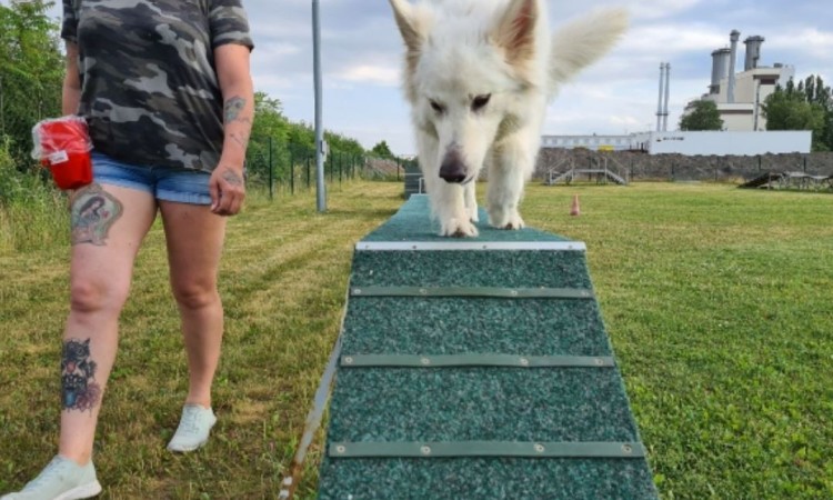 U Beču uveli porezne olakšice na školovane pse