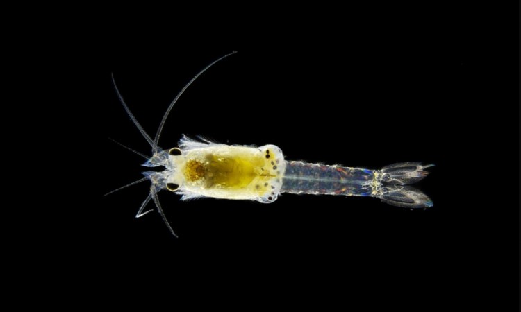 Otkrivena nova vrsta rakova u bečkom zoološkom vrtu