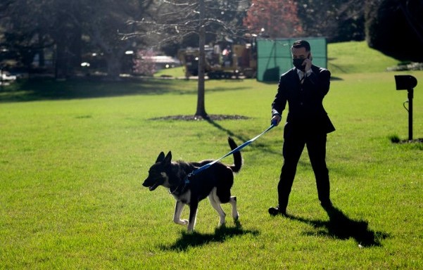 Bidenov pas ponovo u akciji, sada je ujeo baštovana