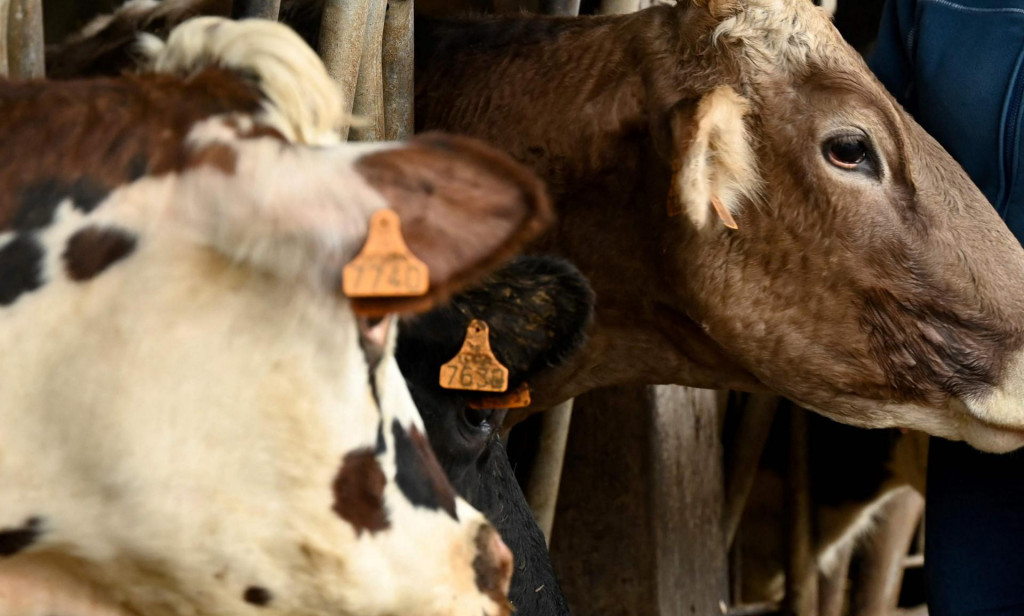 U Crnoj Gori prva krava kupljena kriptovalutom, nazvana Bitkoinka
