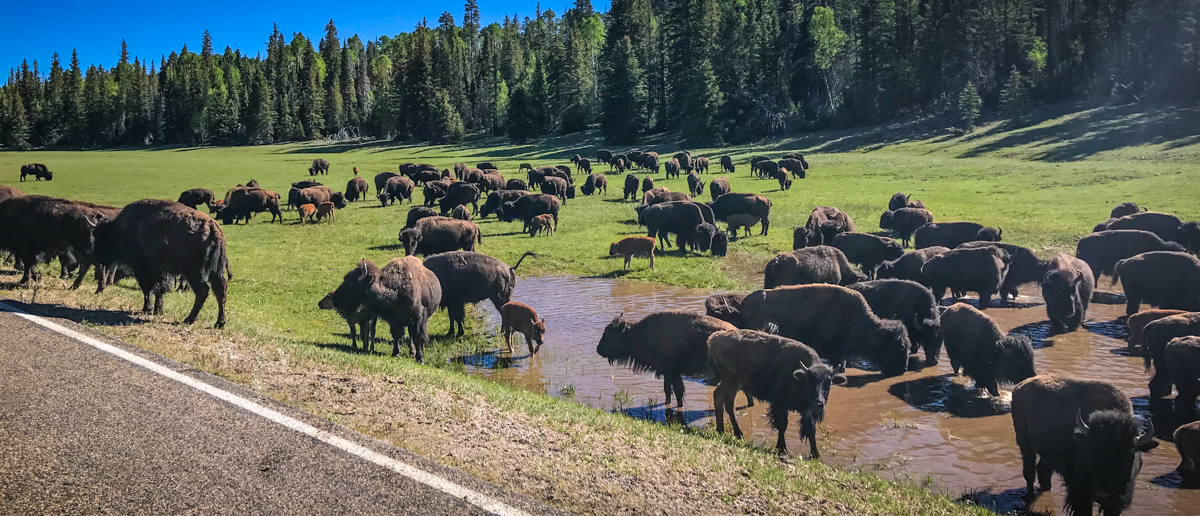Za hajku na bizone u Velikom kanjonu prijavilo se više od 45.000 lovaca