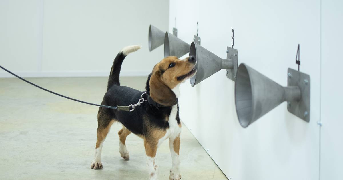 Fudbalski klub Oostende koristi pse za otkrivanje slučajeva koronavirusa