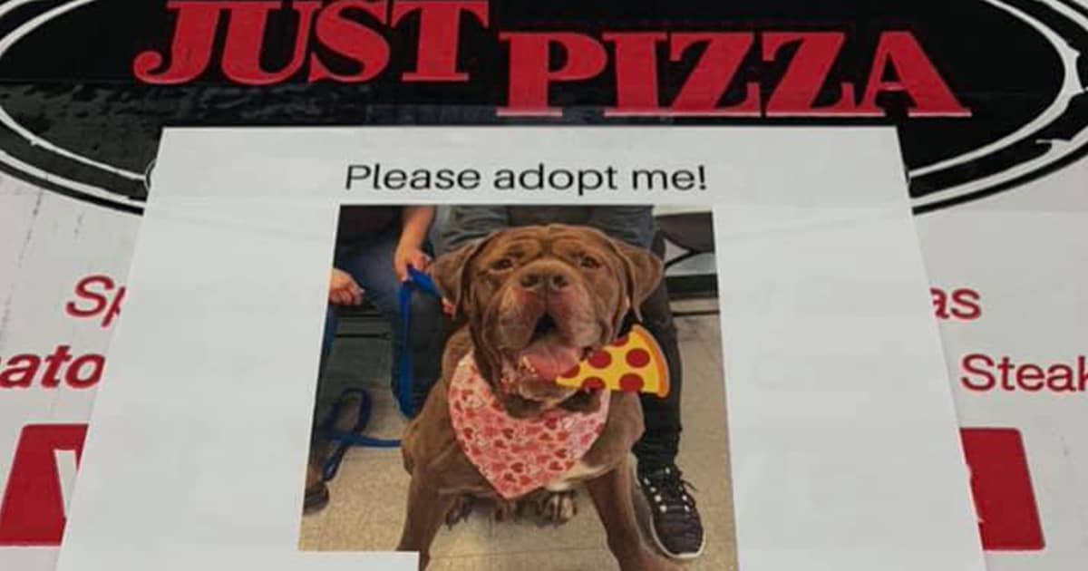 Najveća pizzerija u Budimpešti na neobičan način pomaže udomljavanje pasa