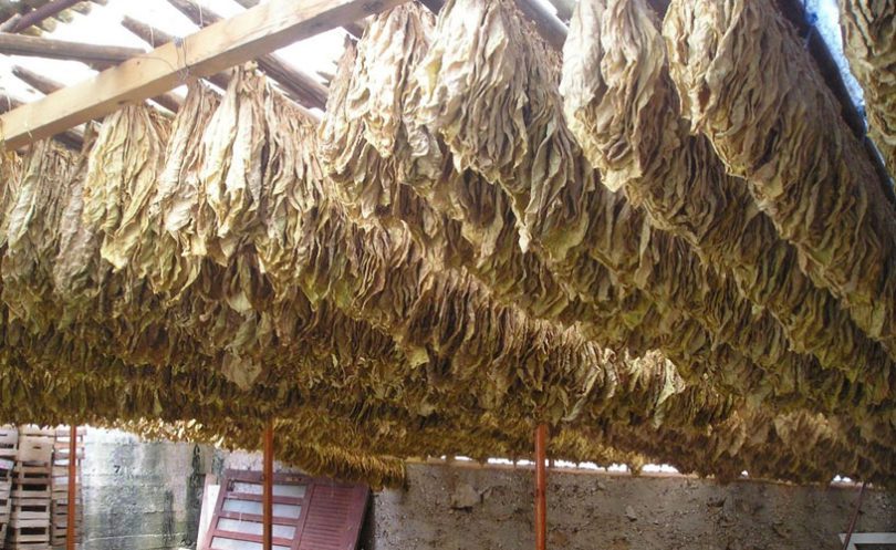 Hercegovački duhan četvrti zaštićeni bh. proizvod na svjetskoj listi