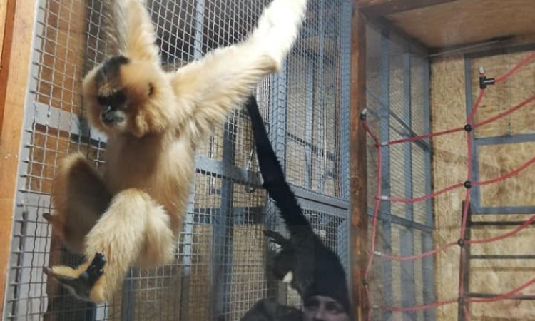 Par gibona novi stanovnici Pionirske doline i zoo vrta