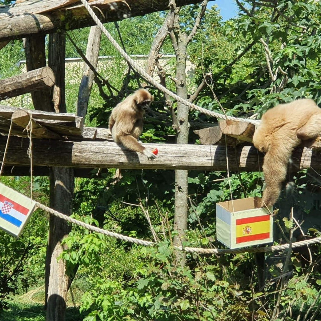 Gibon Kent najavio pobjedu Španjolske