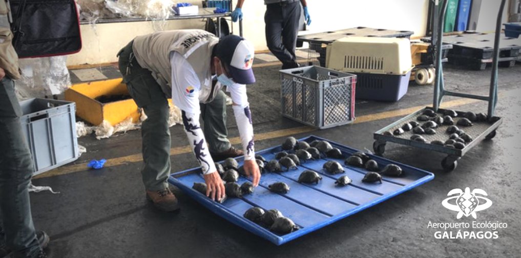 Ekvadorski carinici zaplijenili 185 beba kornjača sa Galapagosa