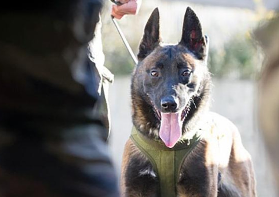 Britansko odličje za psa francuskih specijalaca