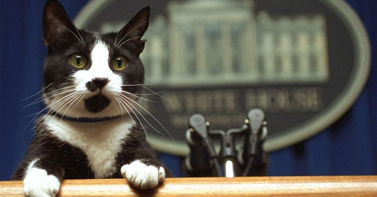 U Bijelu kuću stiže i jedna mačka