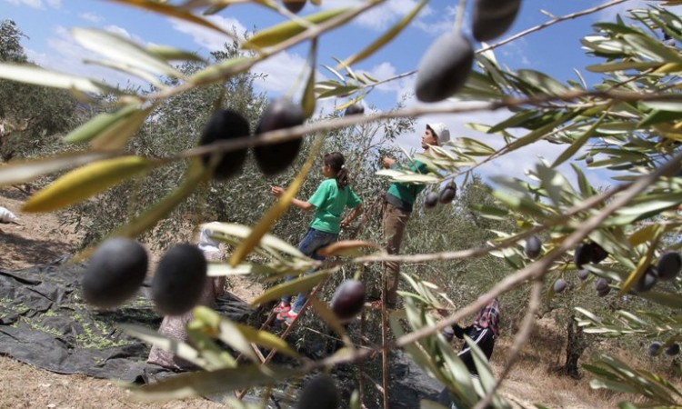 U Hrvatskoj svako drugo maslinovo ulje lažno