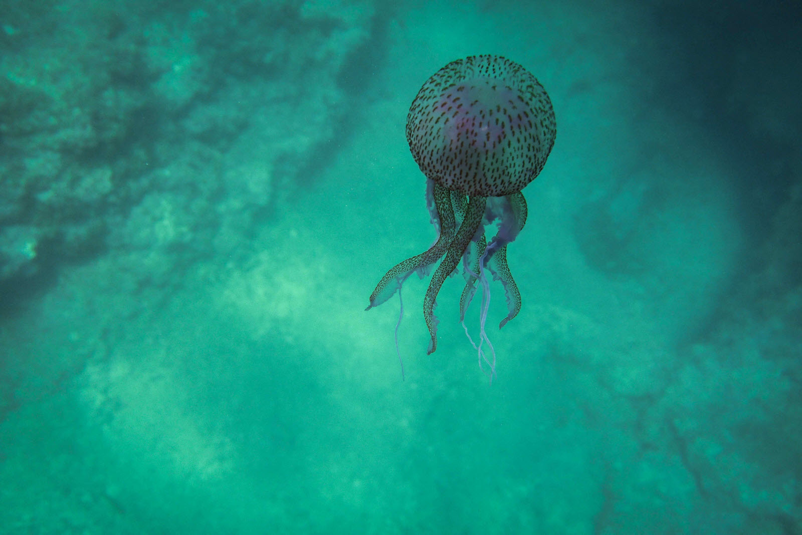 Tinejdžer u Australiji umro nakon ujeda otrovne meduze