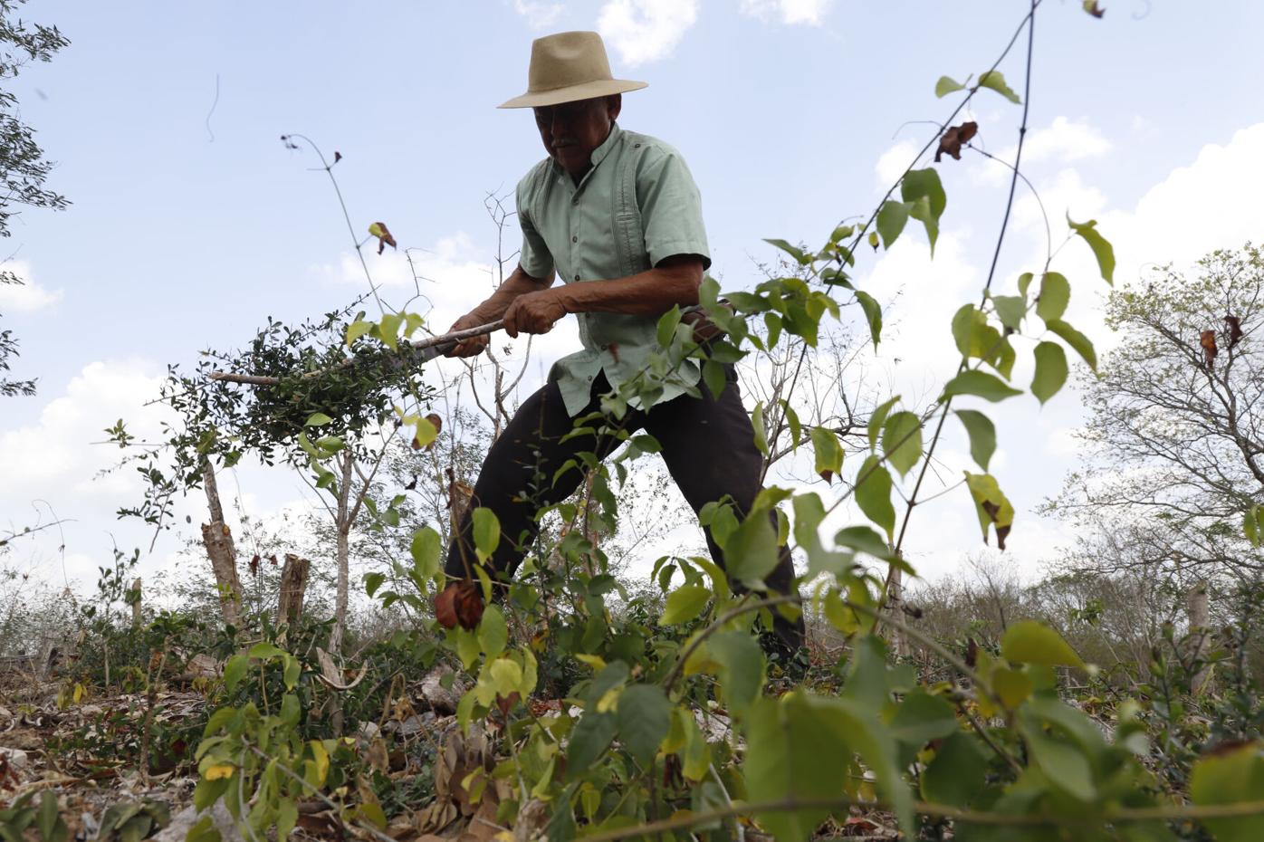 Meksiko predlaže američko državljanstvo u zamjenu za sadnju stabala
