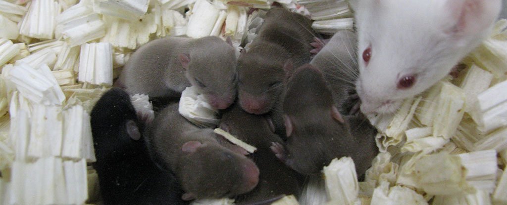 Kako se rodilo 168 miševa začetih spermom iz svemira