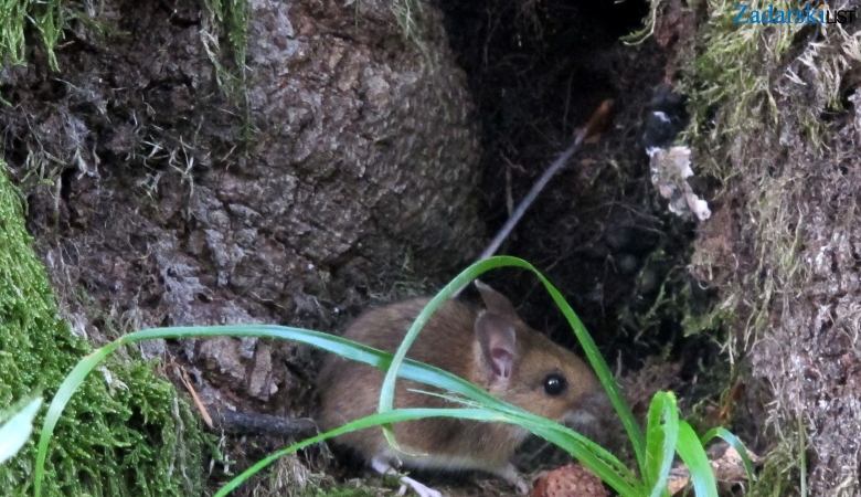 U Sloveniji porast slučajeva mišje groznice