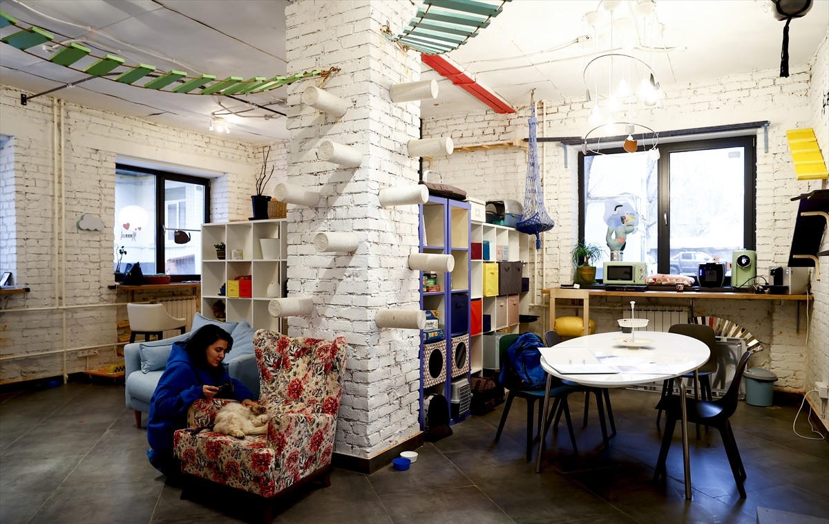 U Moskvi otvoreni "uredi za mačke": Spas za mačke i ugodan ambijent za rad